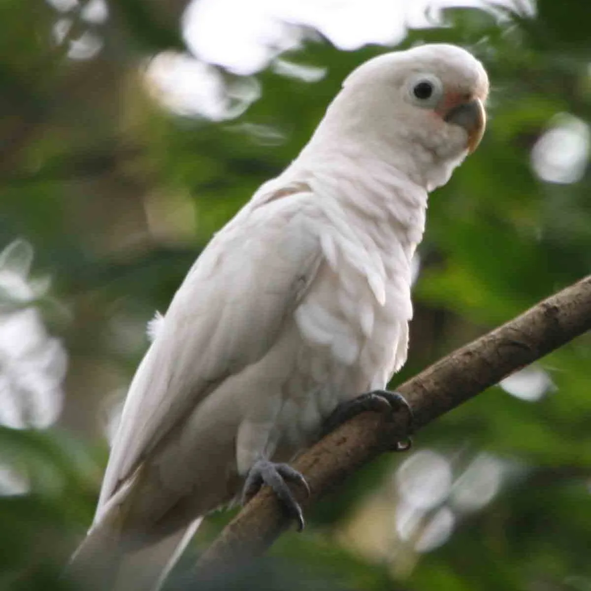 A white Goffins cockatoo with a small crest perches on a branch with green foliage