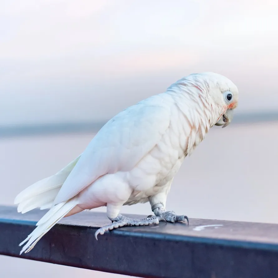 A white Goffins cockatoo with hints of orange on its face perches on a dark rail