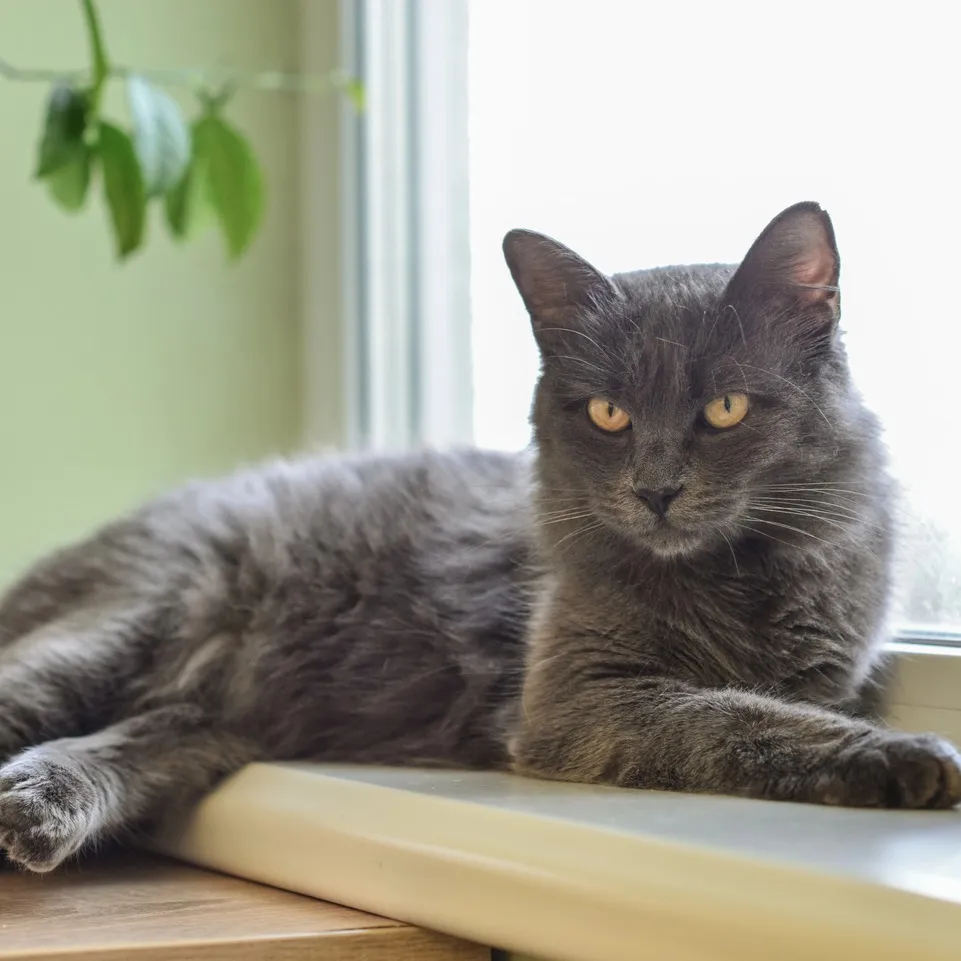 A fluffy gray cat with striking yellow eyes lounges gracefully by a window