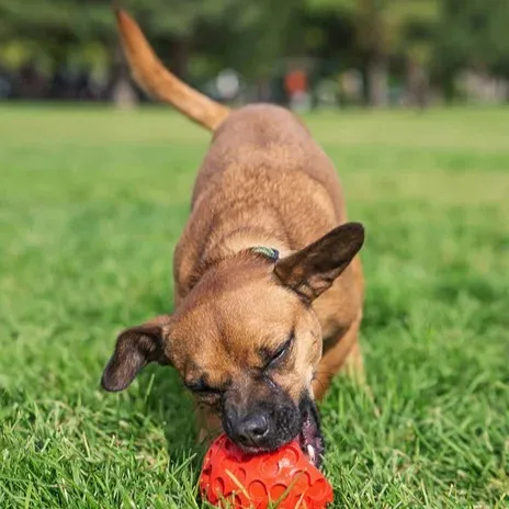 Small brown Chiweenie dog chews on a red textured toy on green grass outdoors its tail wagging
