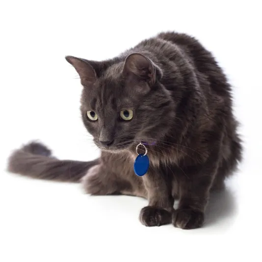 A gray cat with alert yellow eyes and a blue collar sits on a white surface looking down