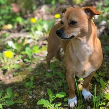 Small tan Chiweenie dog with white paws stands in dappled sunlight among green plants looking left