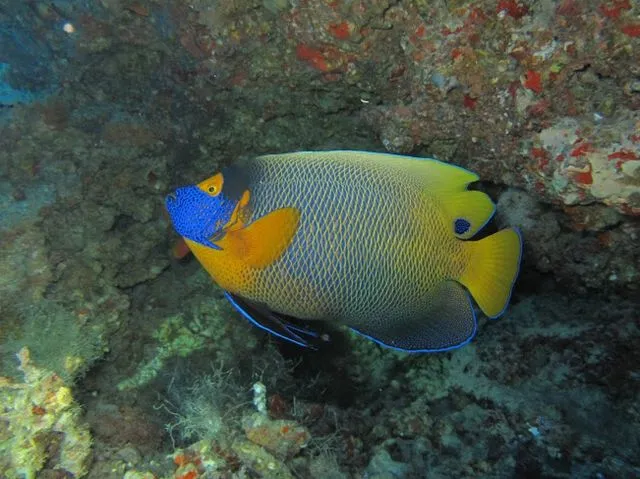 A yellow and blue Blueface Angelfish swims in a rocky coral reef environment