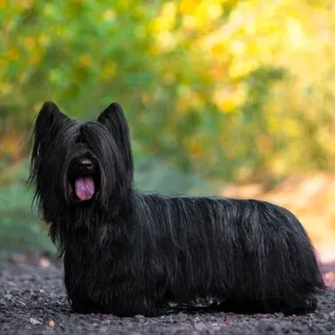 A long haired black Skye Terrier stands on a dark surface with its pink tongue sticking out
