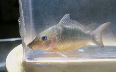 A light colored Hog Nosed Brochis catfish in a clear plastic isolation tank