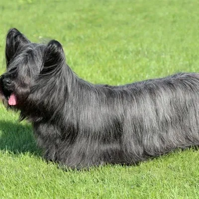 A black long haired Skye Terrier lies on bright green grass with its pink tongue visible