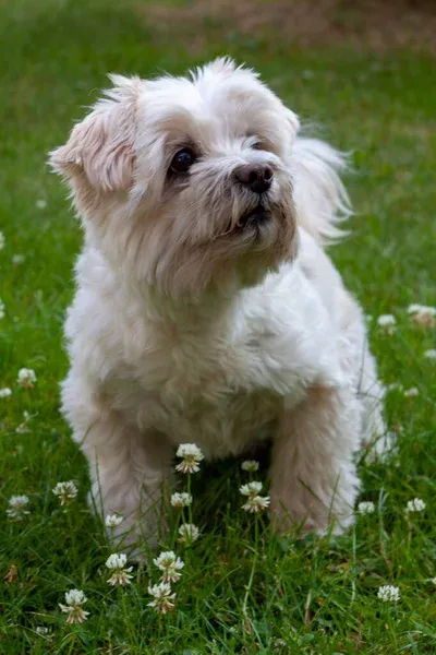 Small white fluffy dog possibly a Cavachon sits in green grass with tiny white flowers looking up