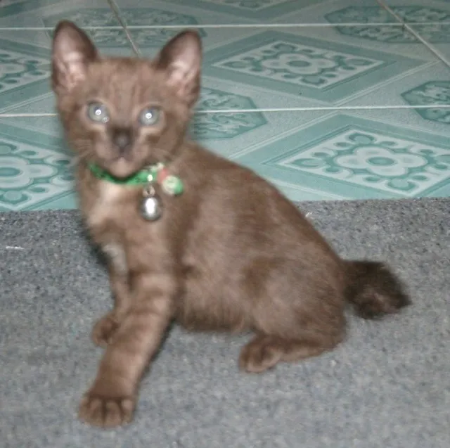 A small  brown kitten with striking light eyes sits on a gray surface l