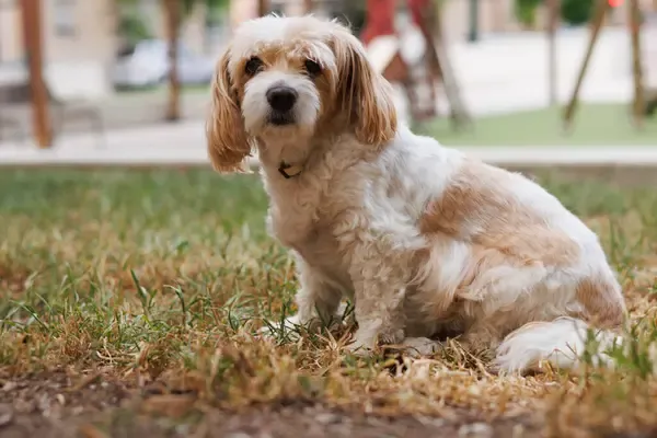 Small fluffy white and tan Cavachon dog sits on green and brown grass looking forward outdoors