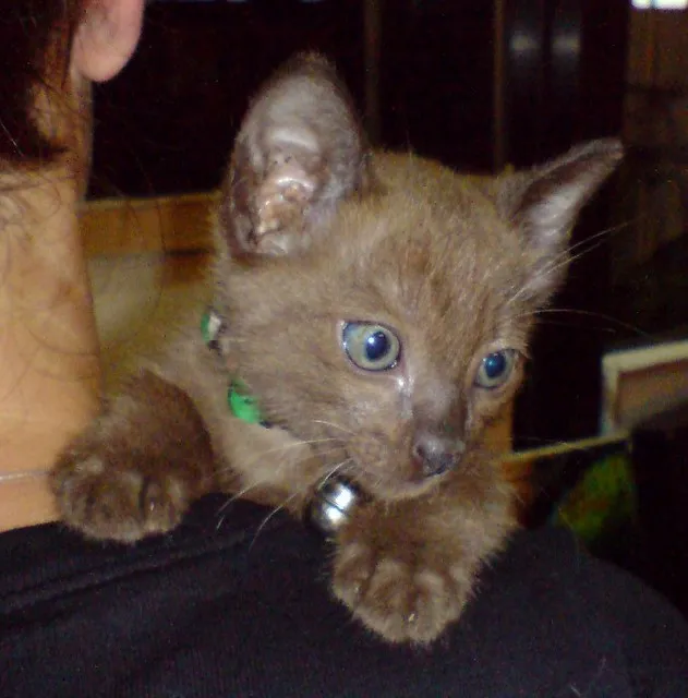A tiny brown kitten with captivating blue eyes rests on a persons shoulder wearing a green collar