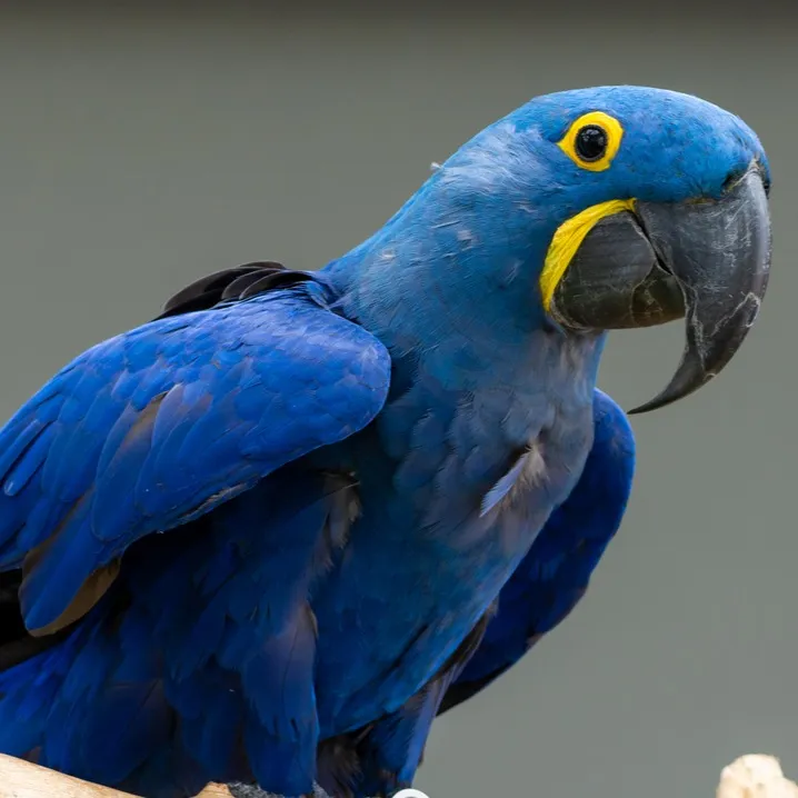 A Hyacinth macaw with brilliant blue feathers yellow eye ring and yellow patch on its lower beak