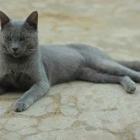 A sleek solid gray cat with green eyes lies stretched out on a light colored