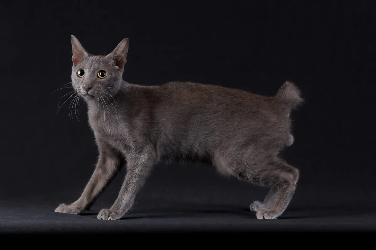 A solid grey cat with a short pompom like tail and amber eyes stands on a dark surface