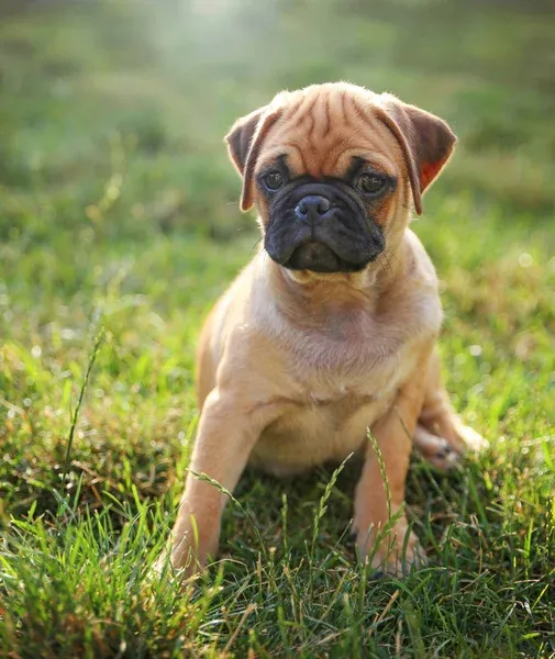 Small tan Chug puppy with a black muzzle sits in grass looking forward with a slightly wrinkled brow