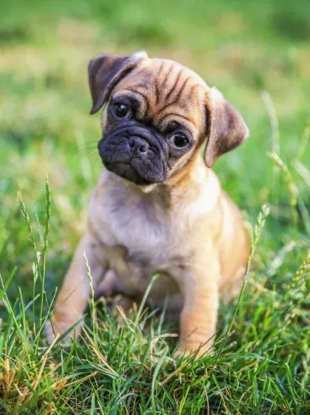 Small tan Chug puppy with black wrinkled face sits in green grass with a slight head tilt