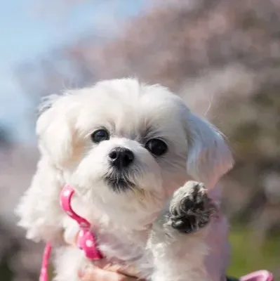 Small white fluffy Morkie puppy raises a paw looking forward wearing a pink harness