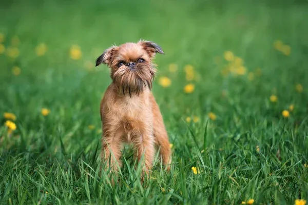 Brown Brussels Griffon dog sitting in green grass with yellow flowers around