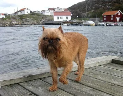 Brown Brussels Griffon dog stands on a wooden dock with water in the background
