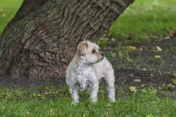 Small scruffy white and tan Morkie dog stands on green grass looking right near a large tree trunk