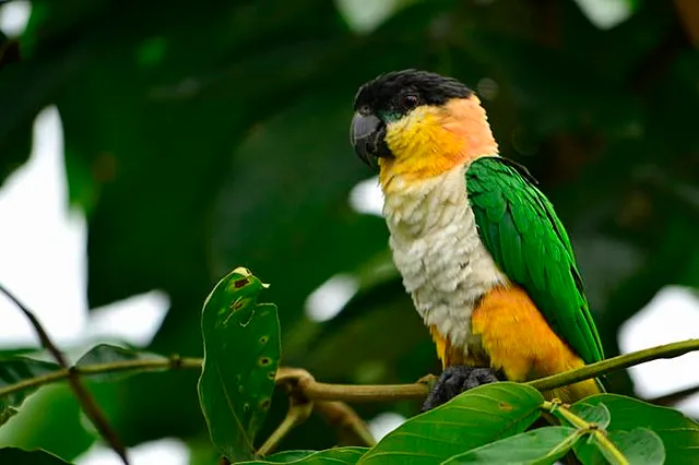 A black headed caique with orange white and green plumage perches on a leafy branch