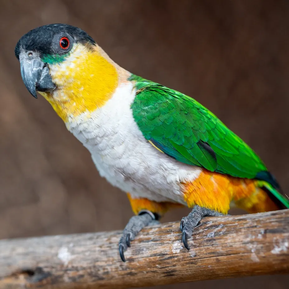 A black headed caique with a black head yellow and white body and green wings perches