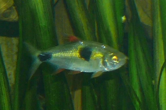 A Bucktooth Tetra with a black spot on its side and red fins swims among green plants