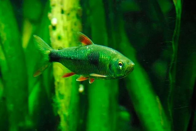 A green Bucktooth Tetra with a black spot on its side and red fins swims among green plants
