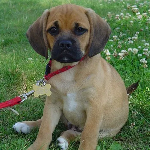 Small tan Puggle puppy sits on green grass looking forward wearing a red collar and leash