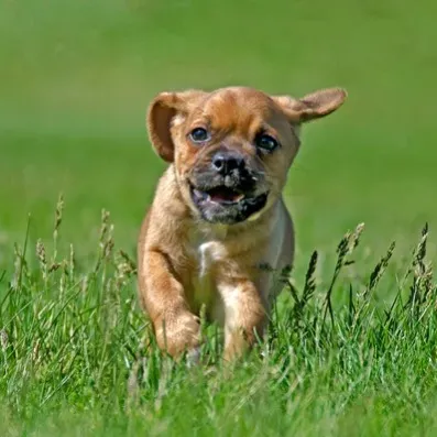 Small tan Puggle puppy runs through green grass looking forward with a happy expression