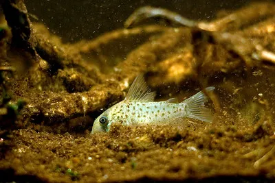 A Masked Corydoras fish with a white body and black dots forages in dark brown substrate