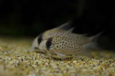 Two Masked Corydoras fish one in focus with black masks and dotted bodies on sandy substrate
