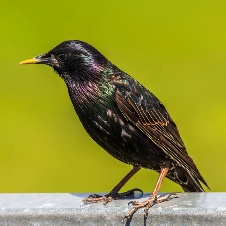 A European Starling with glossy black and purple green feathers perches on a ledge
