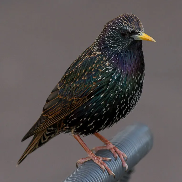 A European Starling with speckled iridescent plumage perches on a ridged dark pipe