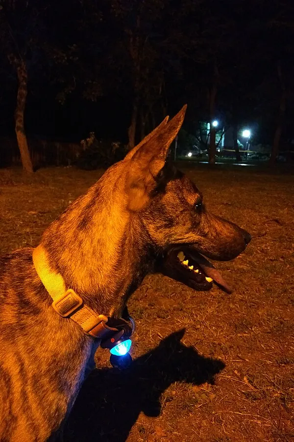 A brindle dog with erect ears and a glowing blue collar stands in profile at night in a park