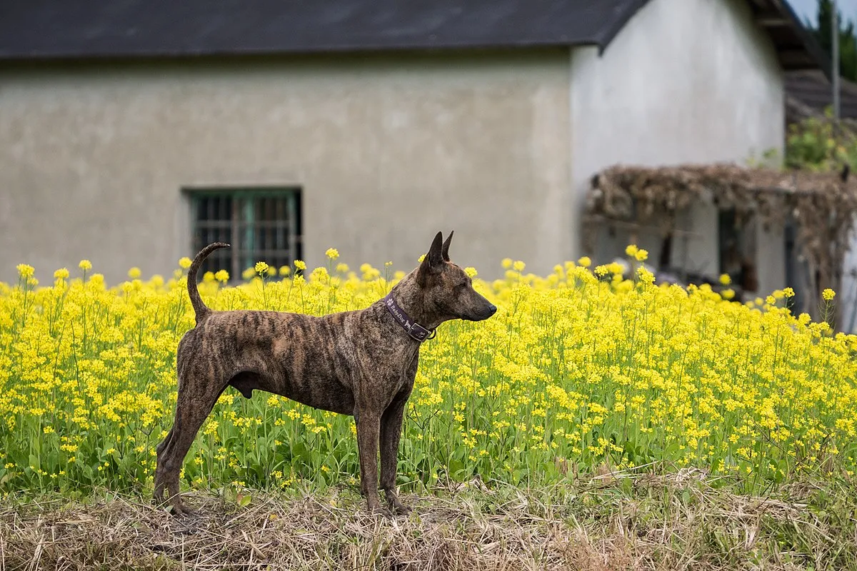 A brindle dog with erect ears and a short curved tail stands in a field of bright yellow flowers