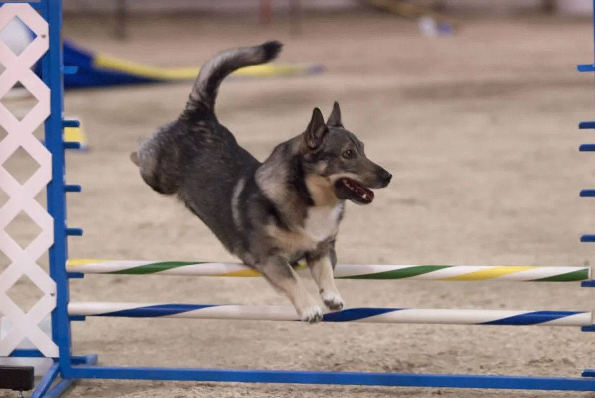 A gray and tan Swedish Vallhund with erect ears and a curled tail jumps over a striped agility bar