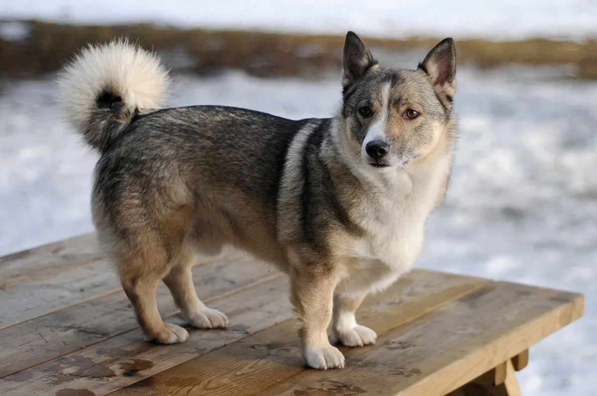 A gray and white Swedish Vallhund with erect ears and a fluffy curled tail