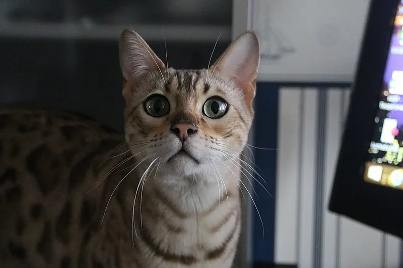 Spotted cat with large green eyes looks upwards with a curious expression near a computer monitor