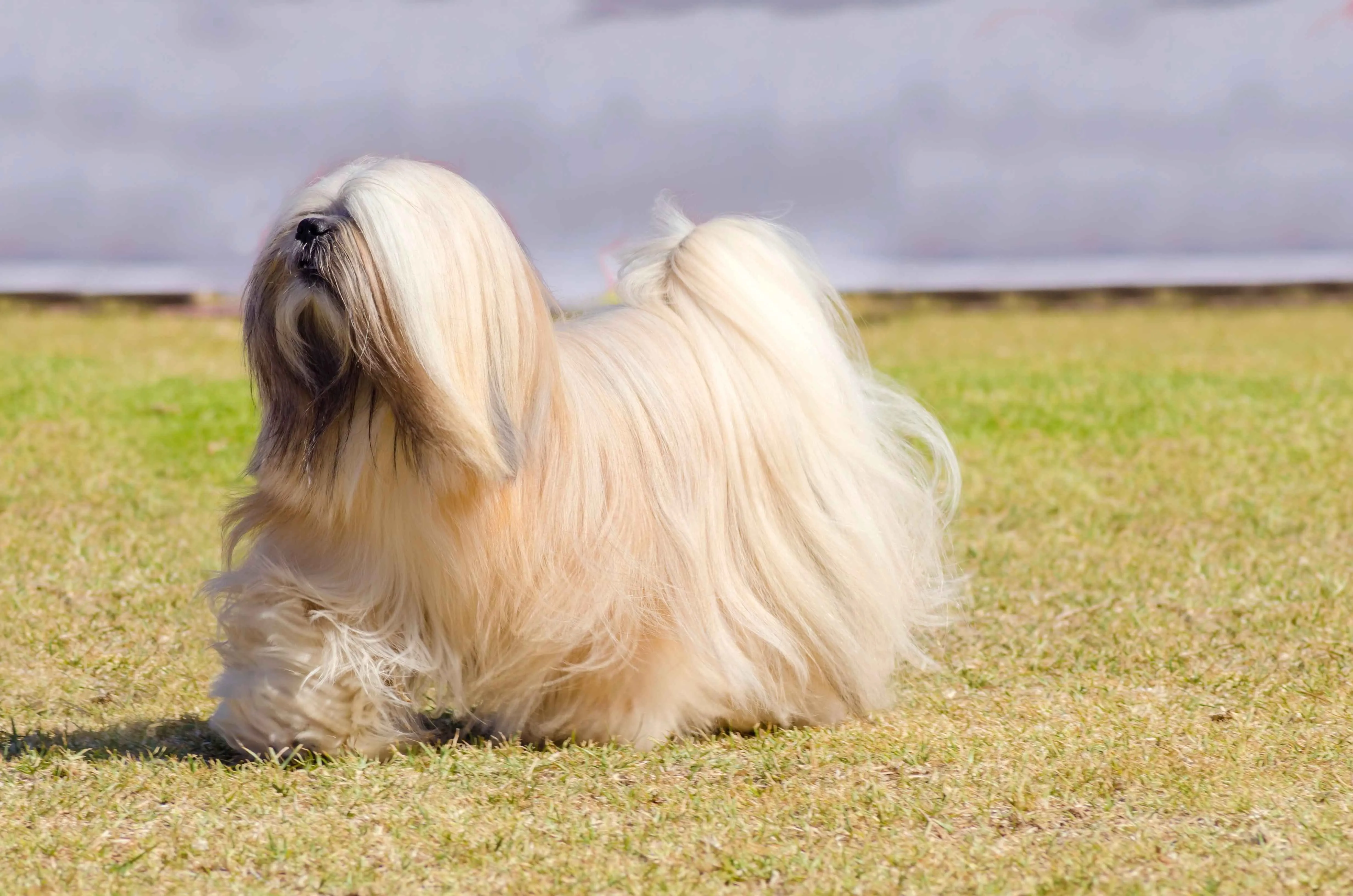 Light colored Lhasa Apso dog walks on green grass with Sky in background