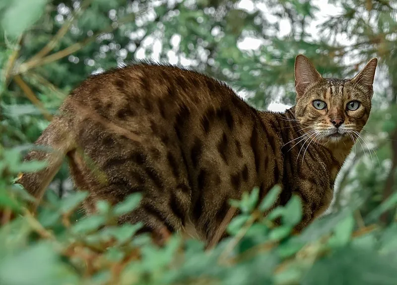 Brown spotted cat with striking blue eyes stands amongst green foliage