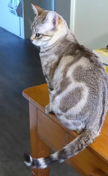 Silver tabby cat with subtle marbling sits on the edge of a wooden table