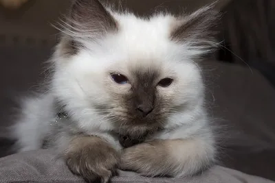 A fluffy light colored cat with dark brown points on its face