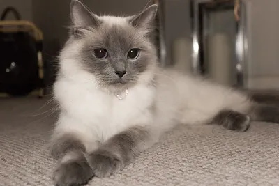 A beautiful Javanese cat with light and dark gray fur and a white fluffy chest and collar