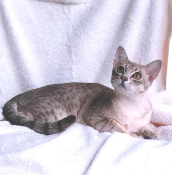 Spotted silver Australian Mist cat with green eyes lies on a soft white surface