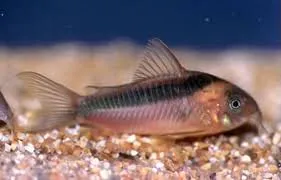 A pinkish Rabauts Corydoras fish with a bold black horizontal stripe rests on light gravel
