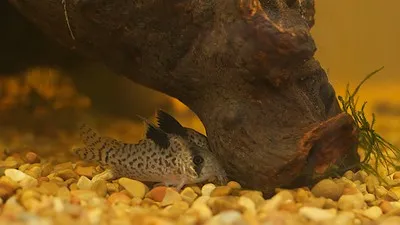A black and white spotted corydoras fish with a striped tail rests on colorful orange gravel