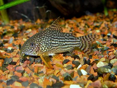 A black and white spotted corydoras fish with a striped tail rests  gravel