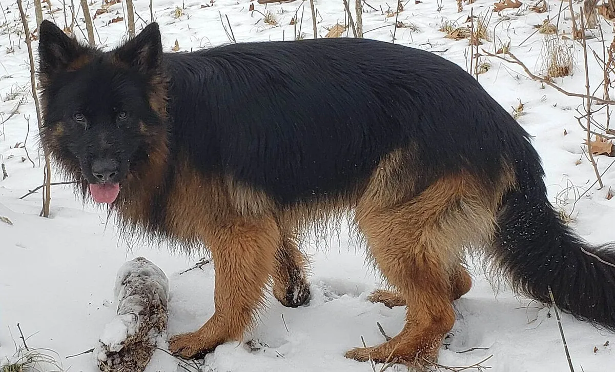 Black and tan fluffy Shiloh Shepherd with erect ears stands in the snow panting