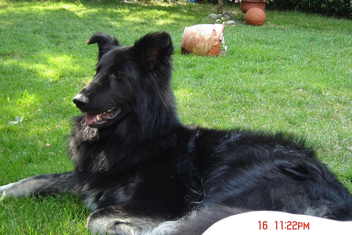 Black and gray fluffy Shiloh Shepherd lies on green grass panting with eyes closed