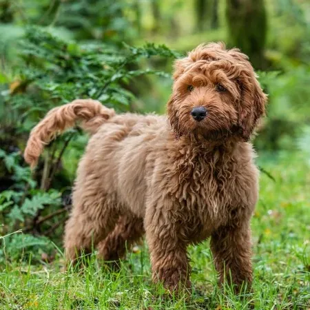 Fluffy brown Cockapoo dog stands on grassy ground looking forward with blurred green foliage behind